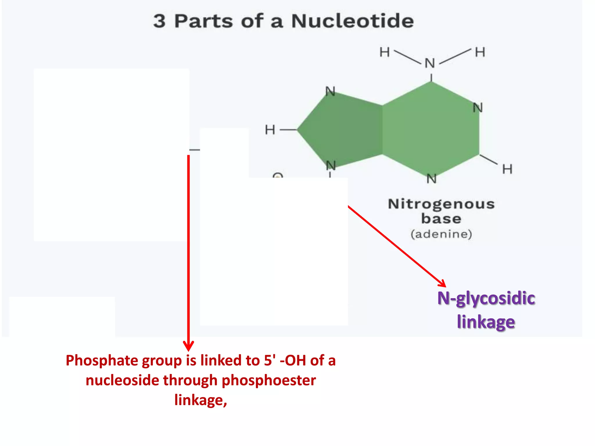 N-glycosidic
linkage
Phosphate group is linked to 5' -OH of a
nucleoside through phosphoester
linkage,
 