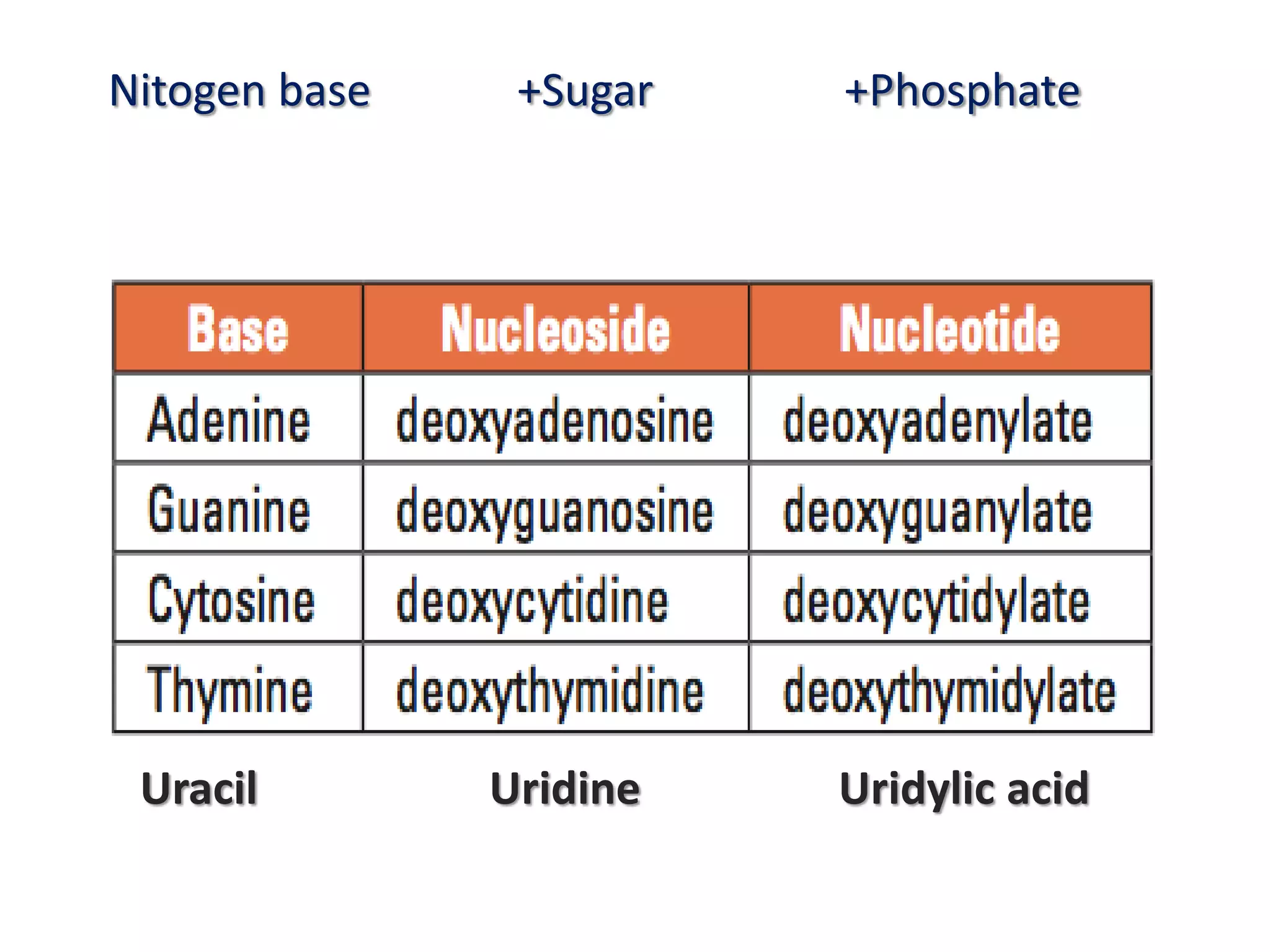 Uracil Uridine Uridylic acid
Nitogen base +Sugar +Phosphate
 