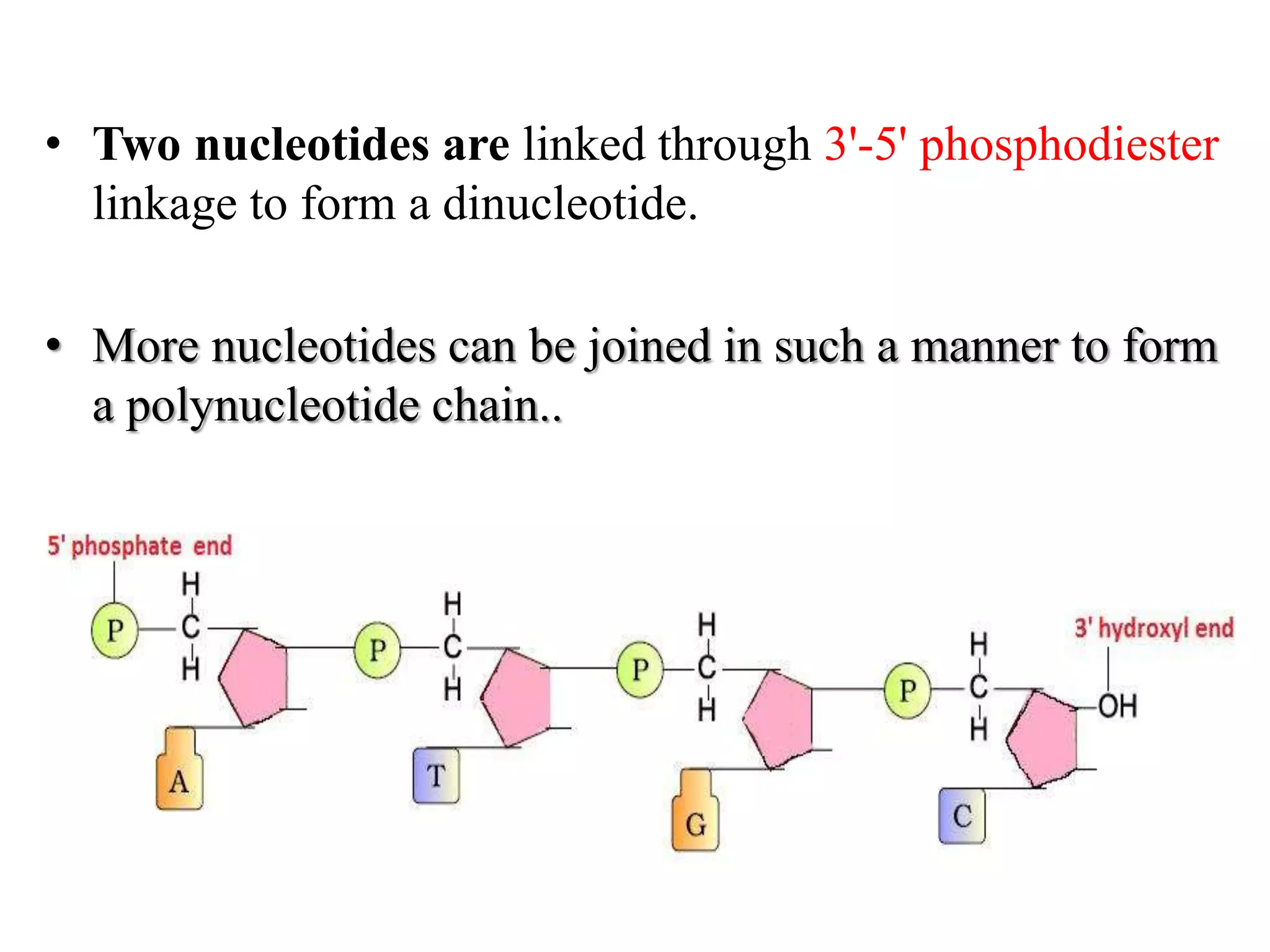 • Two nucleotides are linked through 3'-5' phosphodiester
linkage to form a dinucleotide.
• More nucleotides can be joined in such a manner to form
a polynucleotide chain..
 