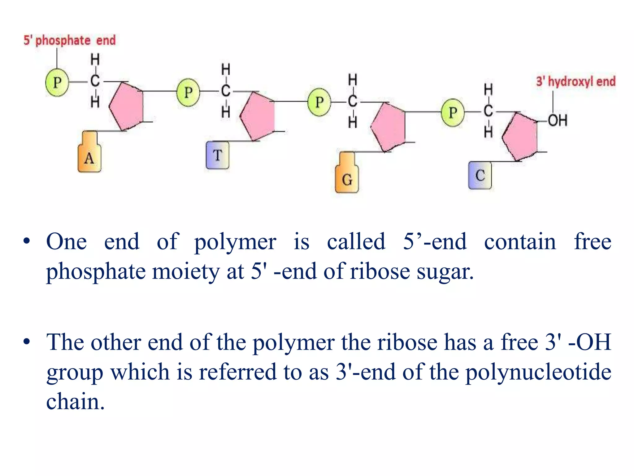 • One end of polymer is called 5’-end contain free
phosphate moiety at 5' -end of ribose sugar.
• The other end of the polymer the ribose has a free 3' -OH
group which is referred to as 3'-end of the polynucleotide
chain.
 