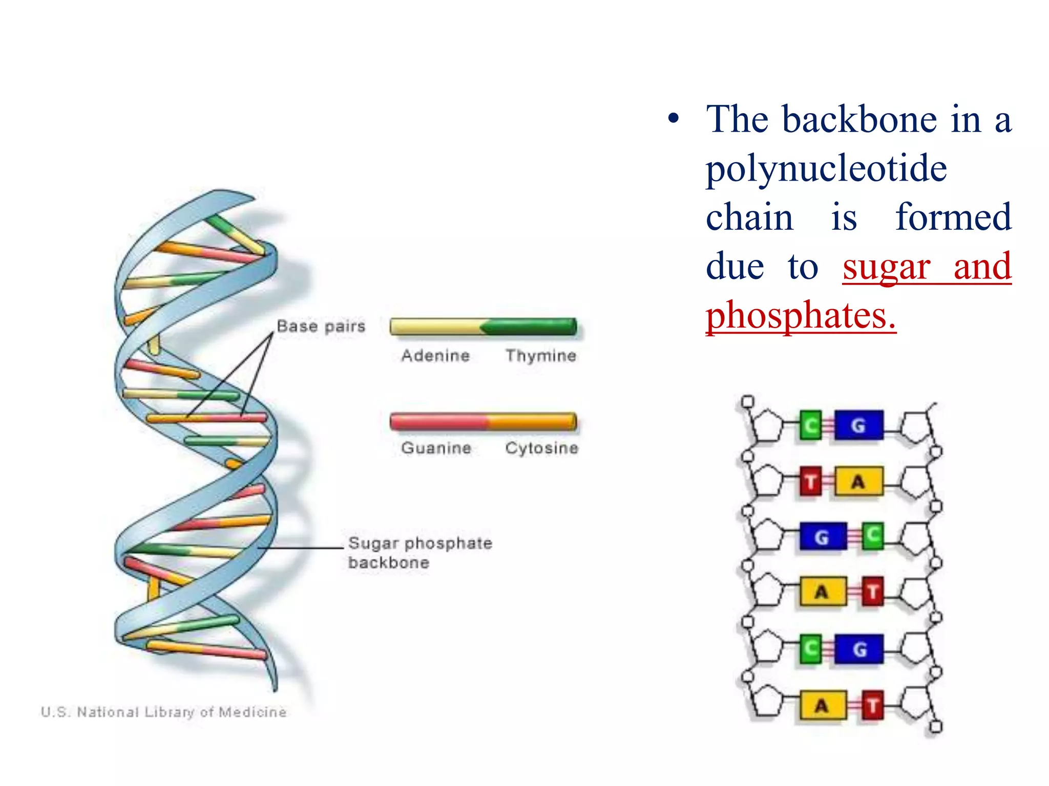 • The backbone in a
polynucleotide
chain is formed
due to sugar and
phosphates.
 