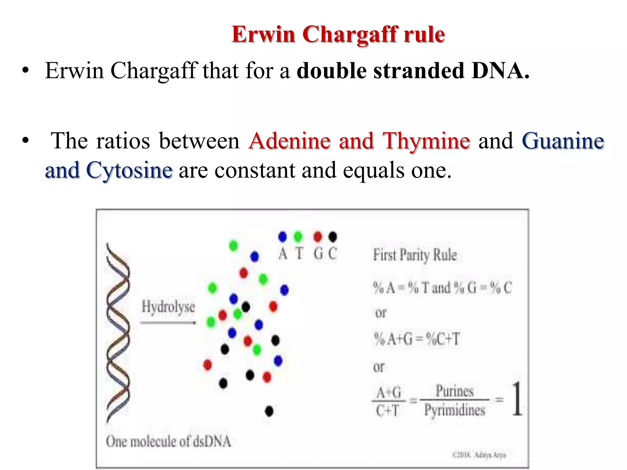 • Erwin Chargaff that for a double stranded DNA.
• The ratios between Adenine and Thymine and Guanine
and Cytosine are constant and equals one.
Erwin Chargaff rule
 