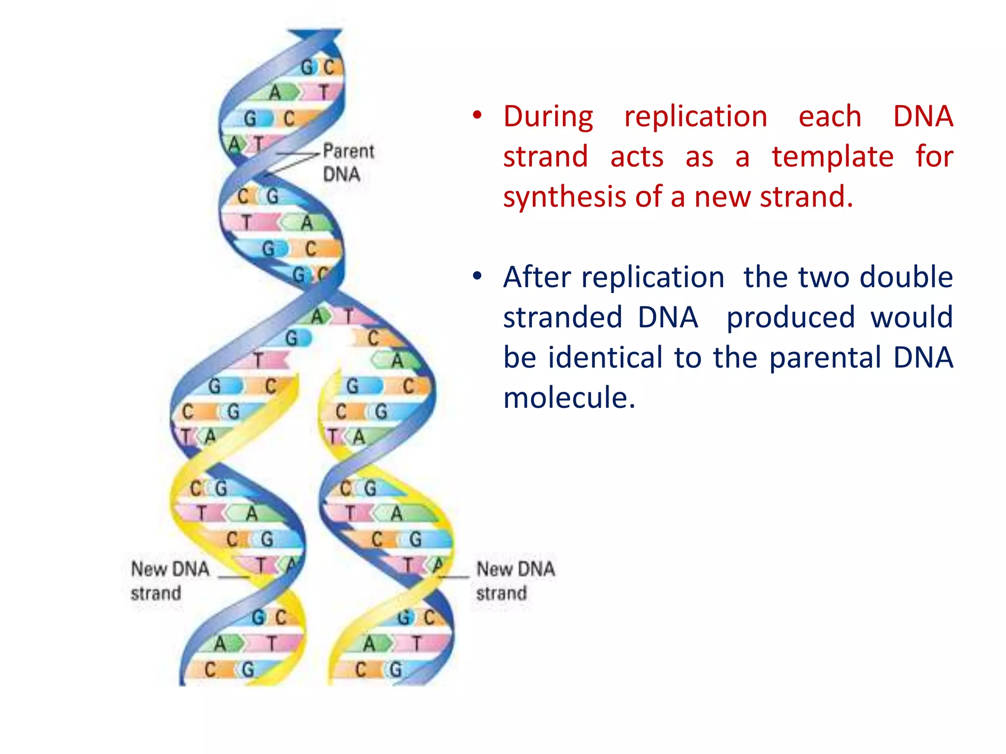 • During replication each DNA
strand acts as a template for
synthesis of a new strand.
• After replication the two double
stranded DNA produced would
be identical to the parental DNA
molecule.
 