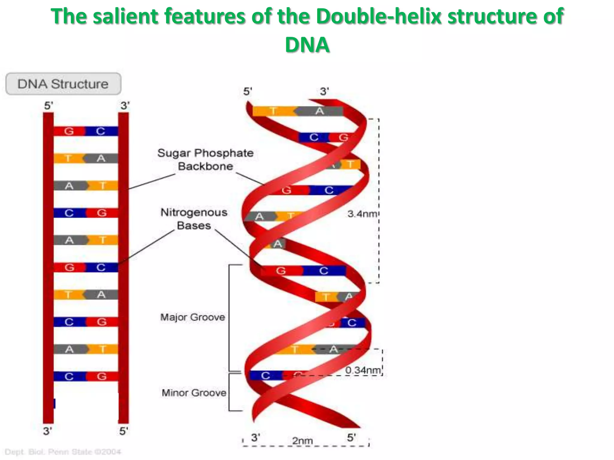 The salient features of the Double-helix structure of
DNA
 