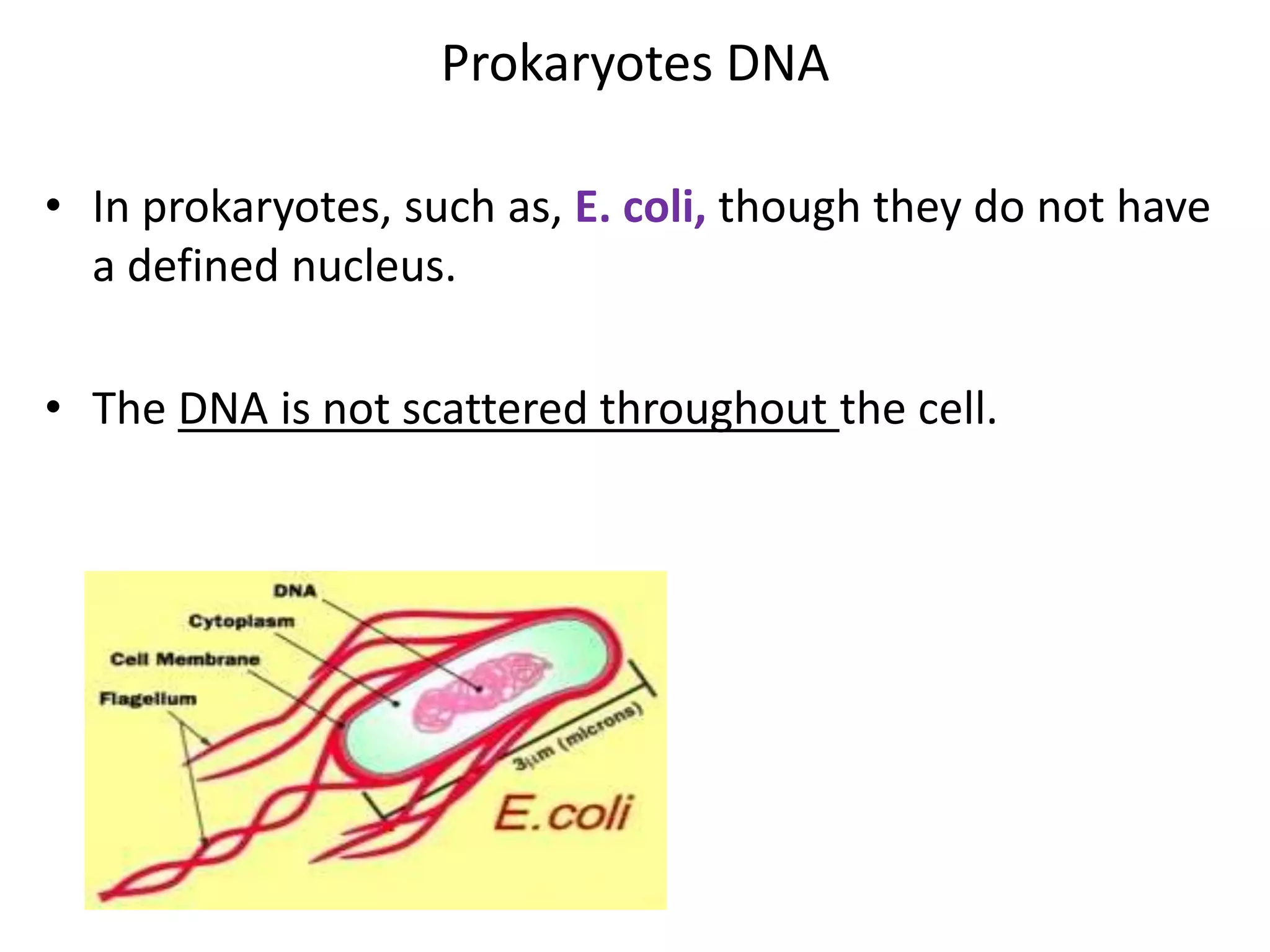 Prokaryotes DNA
• In prokaryotes, such as, E. coli, though they do not have
a defined nucleus.
• The DNA is not scattered throughout the cell.
 