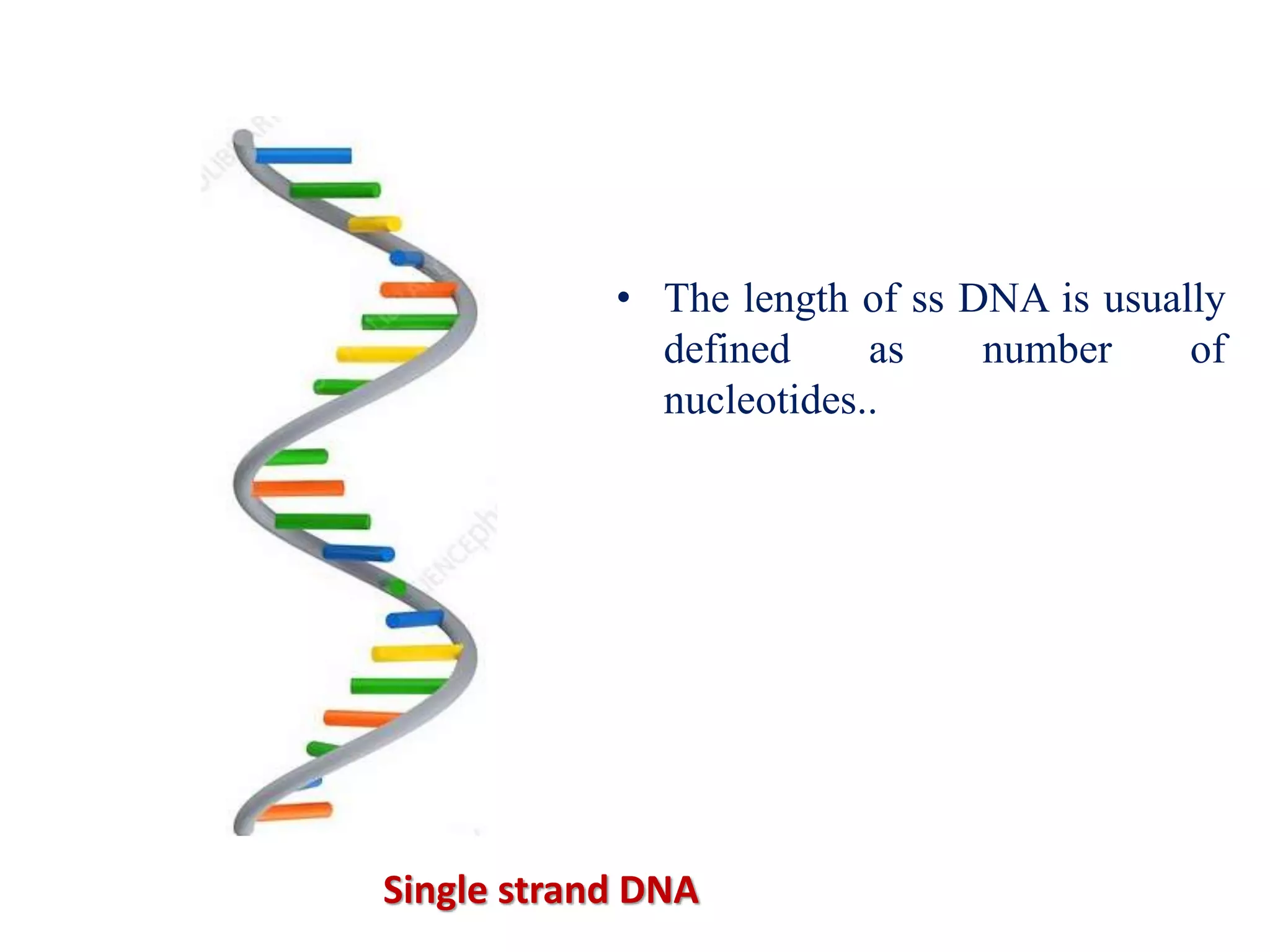 Single strand DNA
• The length of ss DNA is usually
defined as number of
nucleotides..
 