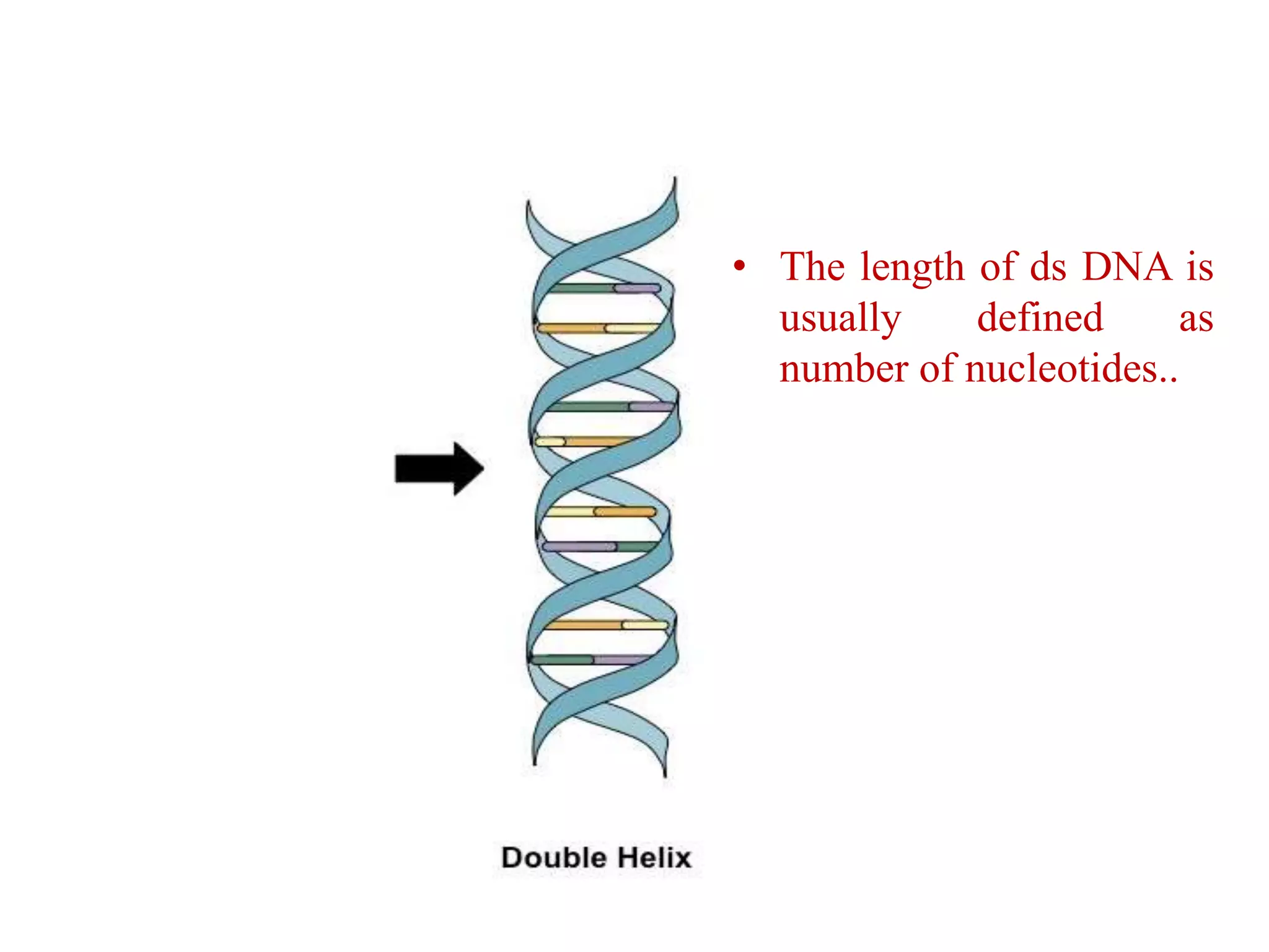 • The length of ds DNA is
usually defined as
number of nucleotides..
 