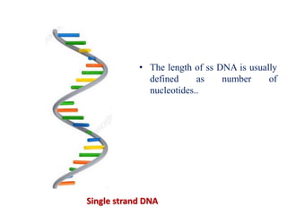 Molecular basis of inheritance ..The DNA | PPTX