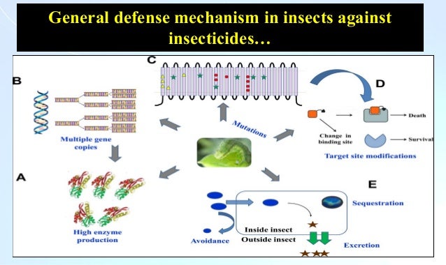 Multiple Resistance Insecide Insecticide Resistance Mechanism – HQZFRK