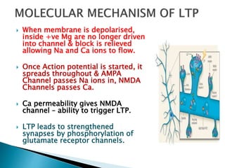  When membrane is depolarised,
inside +ve Mg are no longer driven
into channel & block is relieved
allowing Na and Ca ions to flow.
 Once Action potential is started, it
spreads throughout & AMPA
Channel passes Na ions in, NMDA
Channels passes Ca.
 Ca permeability gives NMDA
channel – ability to trigger LTP.
 LTP leads to strengthened
synapses by phosphorylation of
glutamate receptor channels.
 