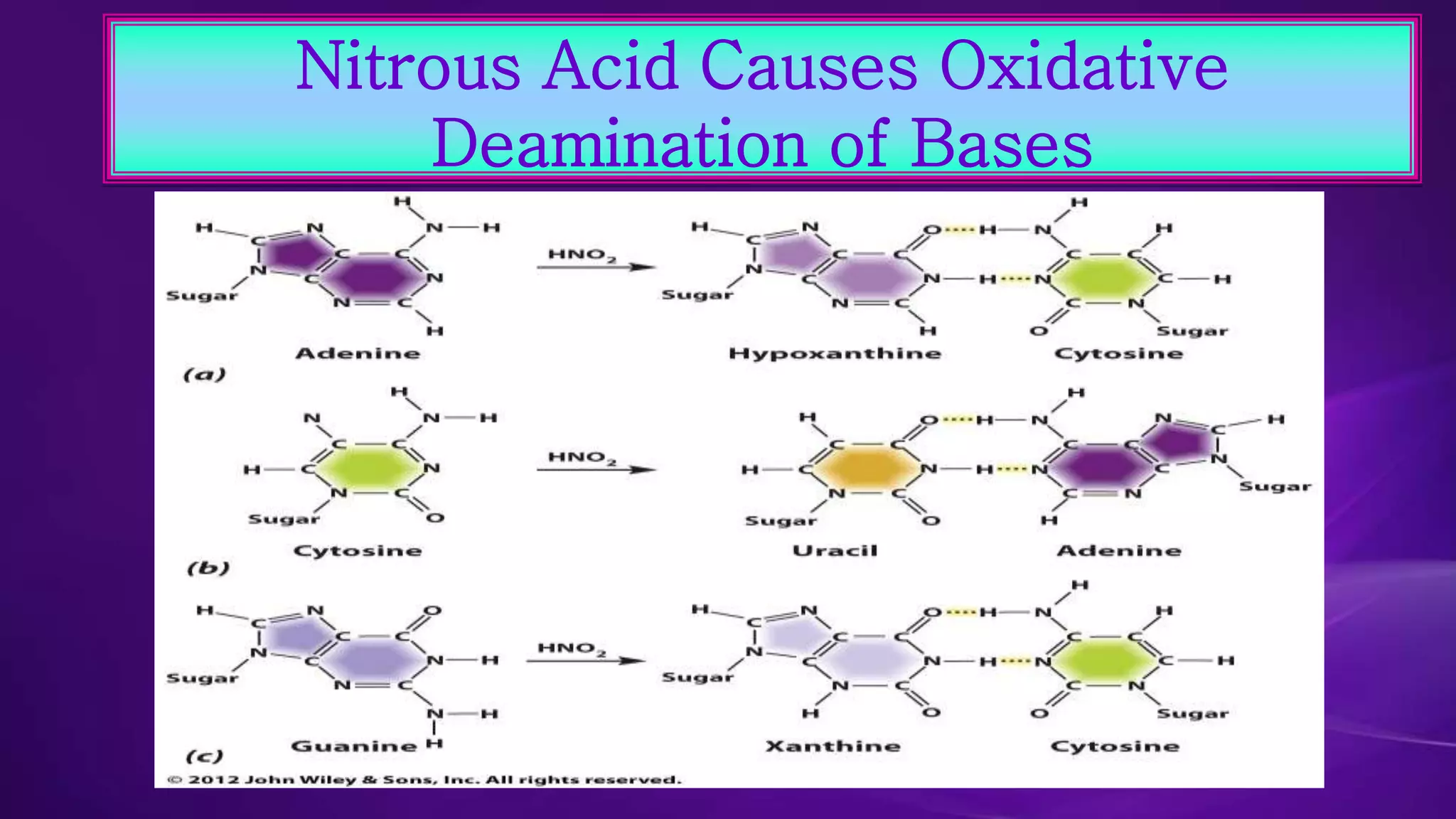 Nitrous Acid Causes Oxidative 
Deamination of Bases 
 