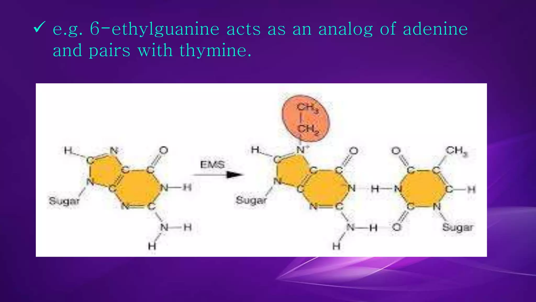  e.g. 6-ethylguanine acts as an analog of adenine 
and pairs with thymine. 
 