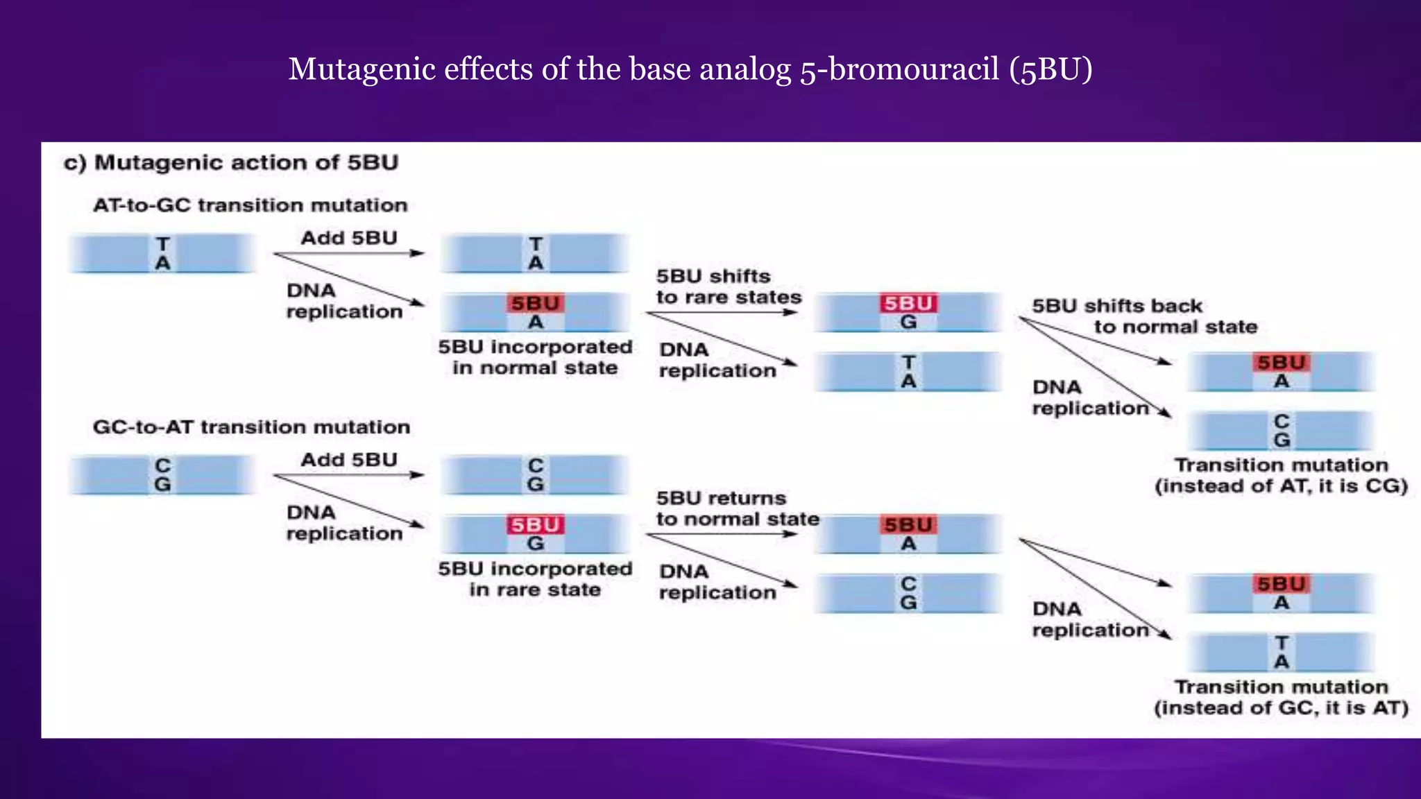Mutagenic effects of the base analog 5-bromouracil (5BU) 
 