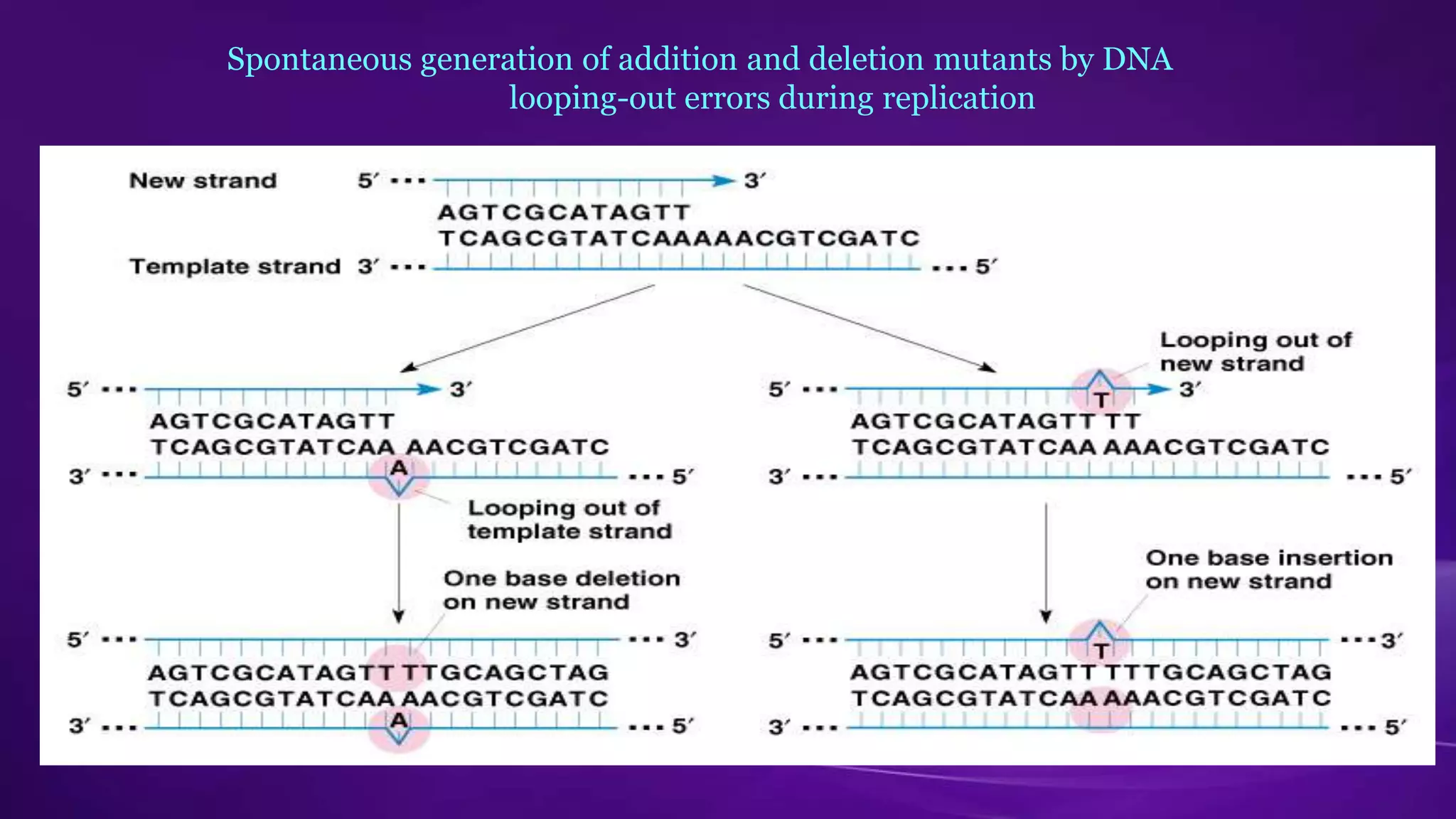 Spontaneous generation of addition and deletion mutants by DNA 
looping-out errors during replication 
 