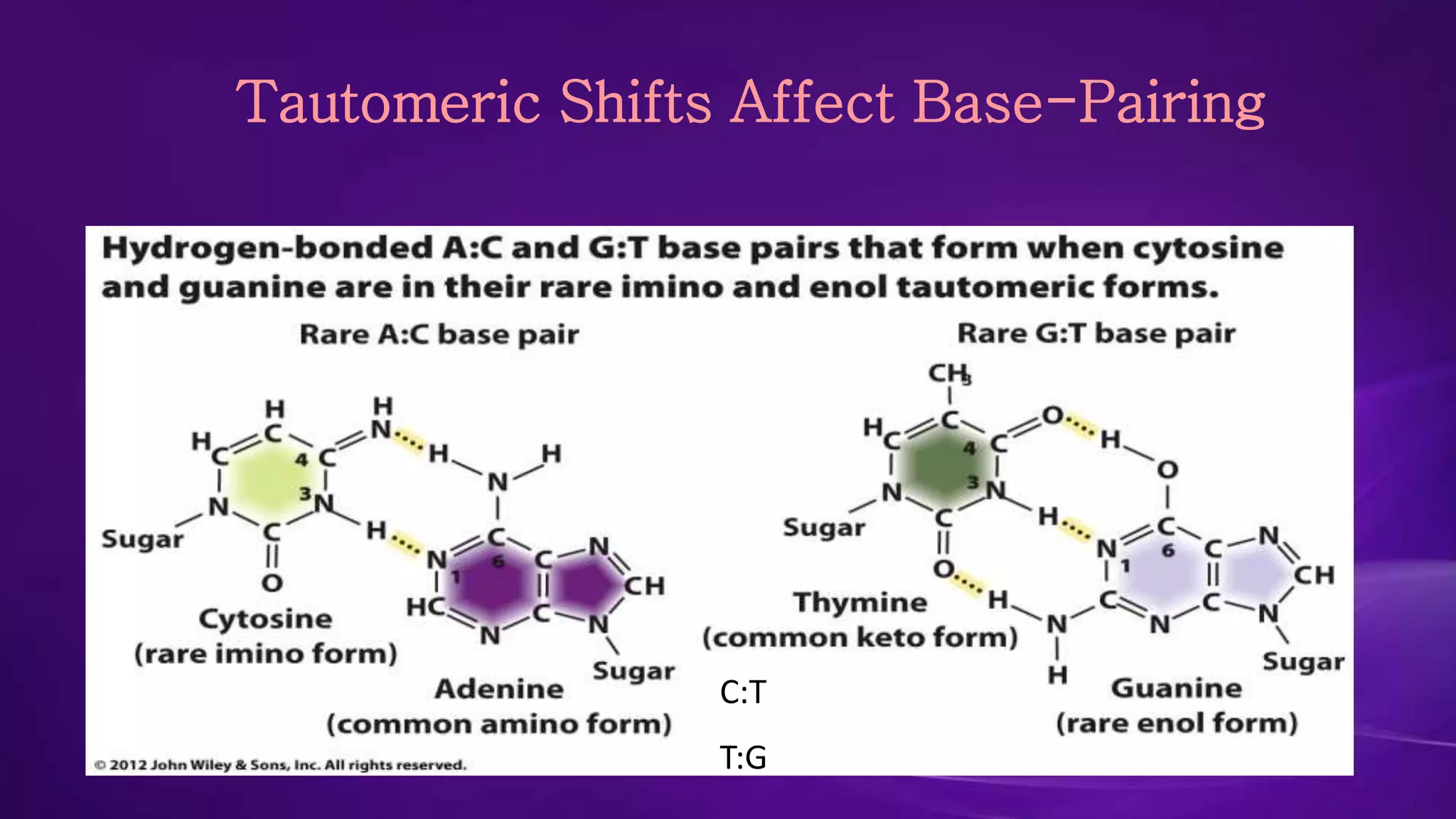 Tautomeric Shifts Affect Base-Pairing 
C:T 
T:G 
 