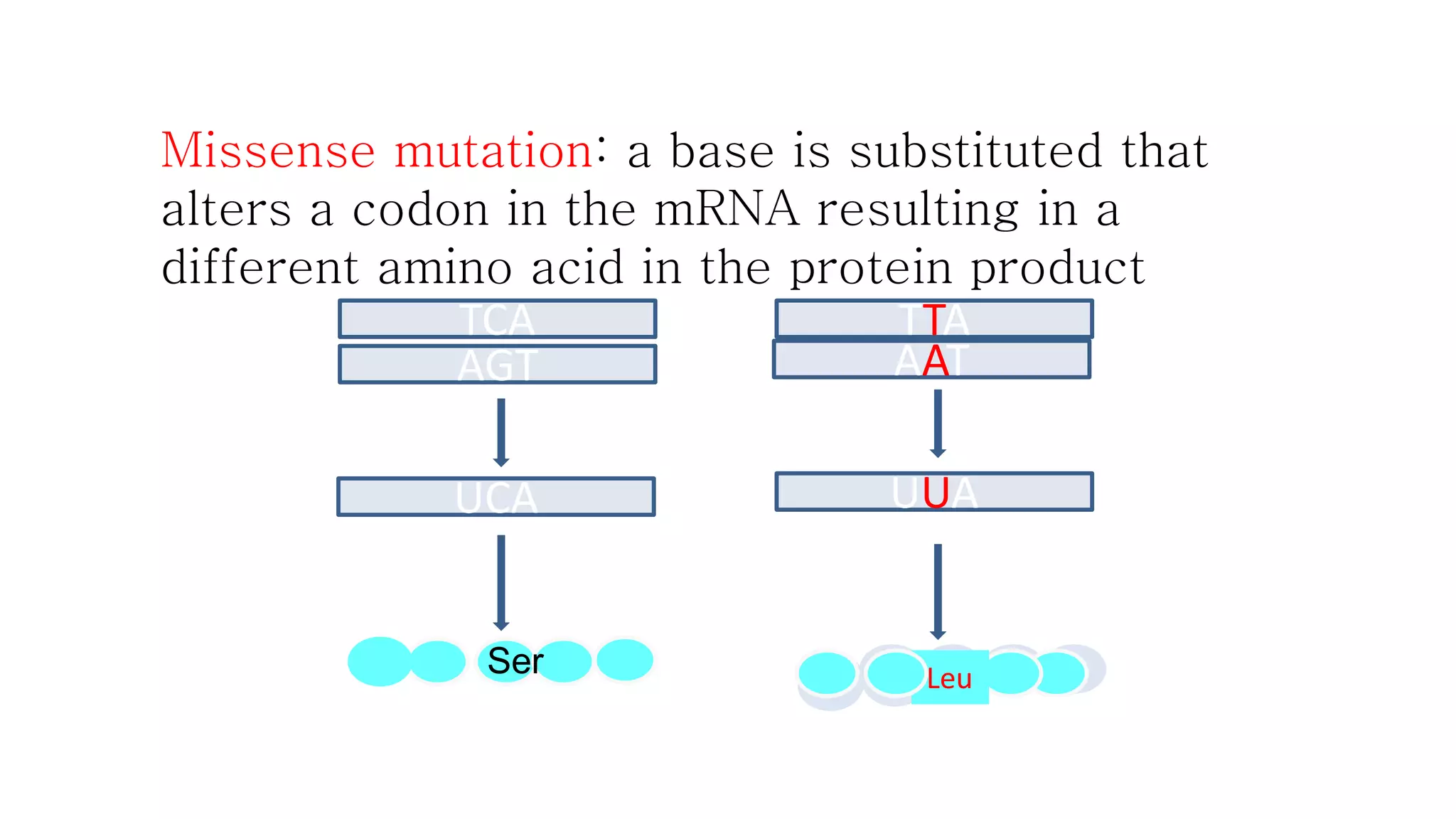 Missense mutation: a base is substituted that 
alters a codon in the mRNA resulting in a 
different amino acid in the protein product 
TCA 
AGT 
UCA 
TTA 
AAT 
UUA 
Ser Leu LLeeuu 
 