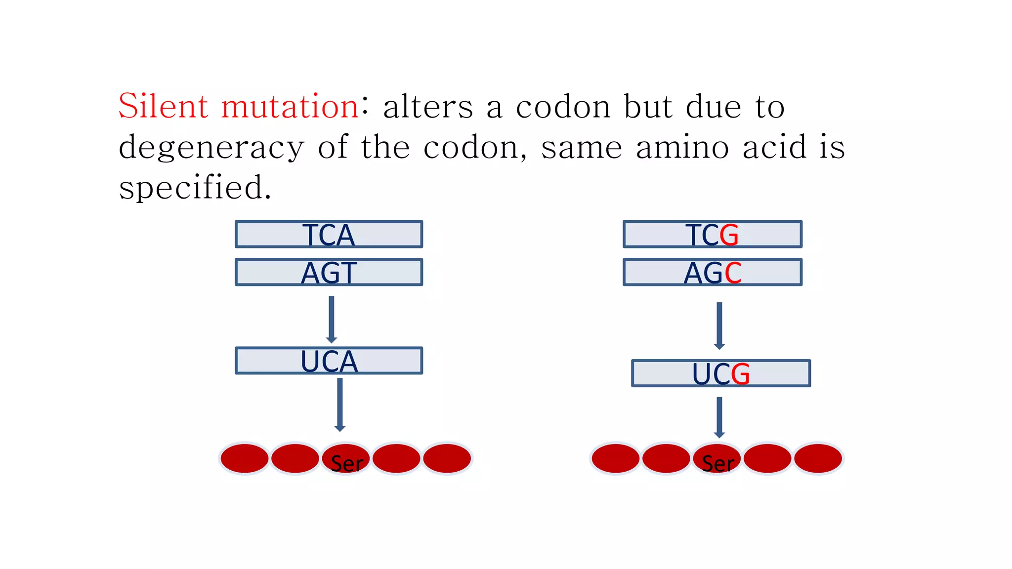 Silent mutation: alters a codon but due to 
degeneracy of the codon, same amino acid is 
specified. 
TCA 
AGT 
UCA 
TCG 
AGC 
UCG 
Ser Ser 
 