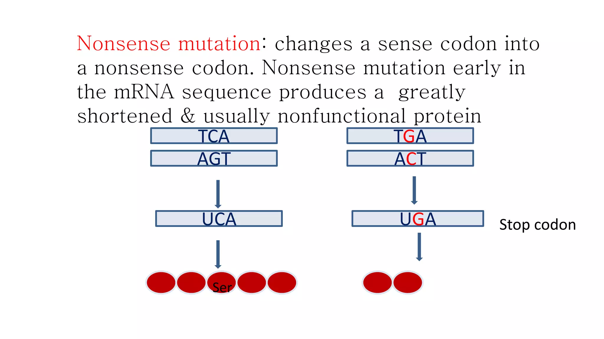 Nonsense mutation: changes a sense codon into 
a nonsense codon. Nonsense mutation early in 
the mRNA sequence produces a greatly 
shortened & usually nonfunctional protein 
TCA 
AGT 
UCA 
TGA 
ACT 
UGA 
Ser 
Stop codon 
 