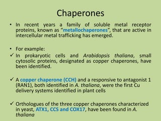 Chaperones
• In recent years a family of soluble metal receptor
proteins, known as “metallochaperones”, that are active in
intercellular metal trafficking has emerged.
• For example:
 In prokaryotic cells and Arabidopsis thaliana, small
cytosolic proteins, designated as copper chaperones, have
been identified.
 A copper chaperone (CCH) and a responsive to antagonist 1
(RAN1), both identified in A. thaliana, were the first Cu
delivery systems identified in plant cells
 Orthologues of the three copper chaperones characterized
in yeast, ATX1, CCS and COX17, have been found in A.
thaliana

 