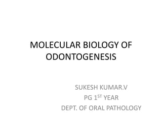 MOLECULAR BIOLOGY OF
ODONTOGENESIS
SUKESH KUMAR.V
PG 1ST YEAR
DEPT. OF ORAL PATHOLOGY
 