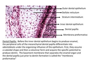 Membrane Preformative Molecular Basis of Tooth Development | PPTX