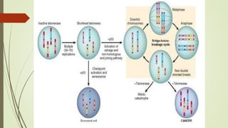 Molecular basis of tumor | PPTX