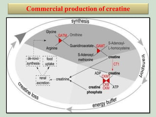 Creatine(CrT) serves as a “Molecular battery” to power killer T cells ...