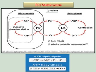 Creatine(CrT) serves as a “Molecular battery” to power killer T cells ...