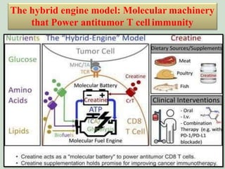 Creatine(CrT) serves as a “Molecular battery” to power killer T cells ...