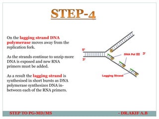 STEP TO PG-MD/MS - DR.AKIF A.B
On the lagging strand DNA
polymerase moves away from the
replication fork.
As the strands continue to unzip more
DNA is exposed and new RNA
primers must be added.
As a result the lagging strand is
synthesised in short bursts as DNA
polymerase synthesizes DNA in-
between each of the RNA primers.
 