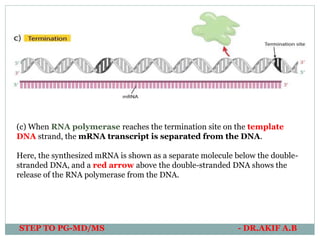 (c) When RNA polymerase reaches the termination site on the template
DNA strand, the mRNA transcript is separated from the DNA.
Here, the synthesized mRNA is shown as a separate molecule below the double-
stranded DNA, and a red arrow above the double-stranded DNA shows the
release of the RNA polymerase from the DNA.
STEP TO PG-MD/MS - DR.AKIF A.B
 
