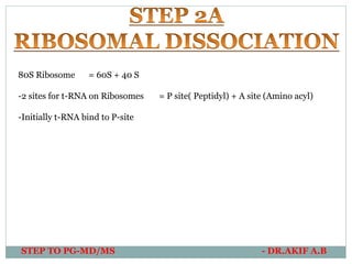 80S Ribosome = 60S + 40 S
-2 sites for t-RNA on Ribosomes = P site( Peptidyl) + A site (Amino acyl)
-Initially t-RNA bind to P-site
STEP TO PG-MD/MS - DR.AKIF A.B
 