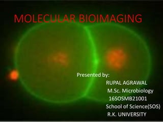 MOLECULAR BIOIMAGING
Presented by:
RUPAL AGRAWAL
M.Sc. Microbiology
16SOSMB21001
School of Science(SOS)
R.K. UNIVERSITY
 