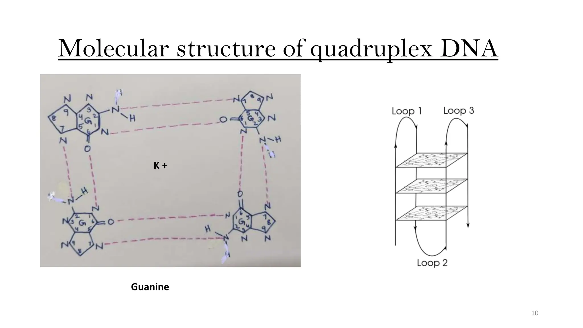Tetraplex molecular structure of DNA: quadruplex ,DNA triplex, DNA i motif, DNA ...