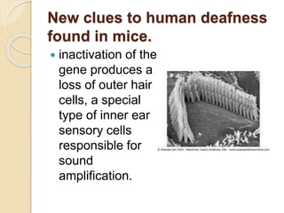 New clues to human deafness
found in mice.
 inactivation of the
gene produces a
loss of outer hair
cells, a special
type of inner ear
sensory cells
responsible for
sound
amplification.
 