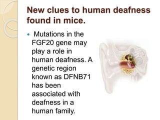 New clues to human deafness
found in mice.
 Mutations in the
FGF20 gene may
play a role in
human deafness. A
genetic region
known as DFNB71
has been
associated with
deafness in a
human family.
 