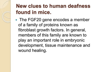 New clues to human deafness
found in mice.
 The FGF20 gene encodes a member
of a family of proteins known as
fibroblast growth factors. In general,
members of this family are known to
play an important role in embryonic
development, tissue maintenance and
wound healing.
 