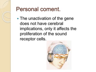 Personal coment.
 The unactivation of the gene
does not have cerebral
implications, only it affects the
proliferation of the sound
receptor cells.
 