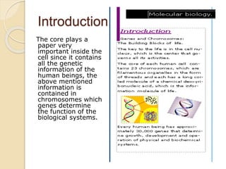 Introduction.
The core plays a
paper very
important inside the
cell since it contains
all the genetic
information of the
human beings, the
above mentioned
information is
contained in
chromosomes which
genes determine
the function of the
biological systems.
 