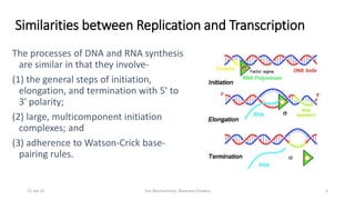 Dna Replication Initiation Elongation Termination
