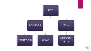 DNA
BACKBONE
PHOSPHATE SUGAR
BASE
NITROGEN
BASE
 