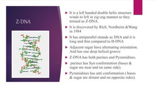 Z-DNA
 It is a left handed double helix structure
winds to left in zig-zag manner.so they
termed as Z-DNA.
 It is discovered by Rich, Nordheim &Wang
in 1984
 It has antiparallel strands as DNA and it is
long and thin compared to B-DNA
 Adjacent sugar have alternating orientation.
And has one deep helical groove
 Z-DNA has both purines and Pyramidines.
 purines has Syn conformation (bases &
sugar are near and on same side).
 Pyramidines has anti conformation ( bases
& sugar are distant and on opposite sides).
 