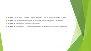 ,
 Region1: it includes 1.2 and 1.1 region. Region 1.1 acts as molecular mimic of DNA
 Region2: it recognizes -10 element in promotor. α-helix recognizes -10 element.
 Region 3: it recognizes extended -10 element.
 Region 4: it recognizes -35 element in promotor by a structure called helix-turn-helix.
 