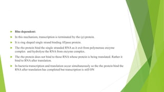 ,
 Rho dependent:
 In this mechanism, transcription is terminated by rho (ρ) protein.
 It is ring shaped single strand binding ATpase protein.
 The rho protein bind the single stranded RNA as it exit from polymerase enzyme
complex and hydrolyse the RNA from enzyme complex.
 The rho protein does not bind to those RNA whose protein is being translated. Rather it
bind to RNA after translation.
 In bacteria transcription and translation occur simultaneously so the rho protein bind the
RNA after translation has completed but transcription is still ON
 