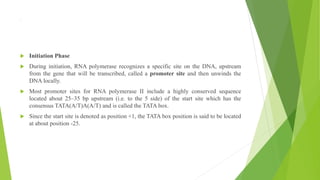 ,
 Initiation Phase
 During initiation, RNA polymerase recognizes a specific site on the DNA, upstream
from the gene that will be transcribed, called a promoter site and then unwinds the
DNA locally.
 Most promoter sites for RNA polymerase II include a highly conserved sequence
located about 25–35 bp upstream (i.e. to the 5 side) of the start site which has the
consensus TATA(A/T)A(A/T) and is called the TATA box.
 Since the start site is denoted as position +1, the TATA box position is said to be located
at about position -25.
 