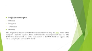 ,
 Stages of Transcription
1. Initiation
2. Elongation
3. Termination
 Initiation
RNA polymerase attaches to the DNA molecule and moves along the DNA strand until it
recognizes a promoter sequence. These are known as the transcription start sites. The DNA
double helix then unwinds and all the bases on each of the DNA strands are exposed. This
acts as a template for a new mRNA strand.
 