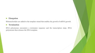 .
 Elongation
Ribonucleotides are added to the template strand that enables the growth of mRNA growth.
 Termination
RNA polymerase encounters a terminator sequence and the transcription stops. RNA
polymerase then releases the DNA template.
 