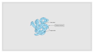 structure of protein pptx | PPTX