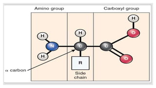 structure of protein pptx | PPTX