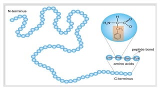 structure of protein pptx | PPTX